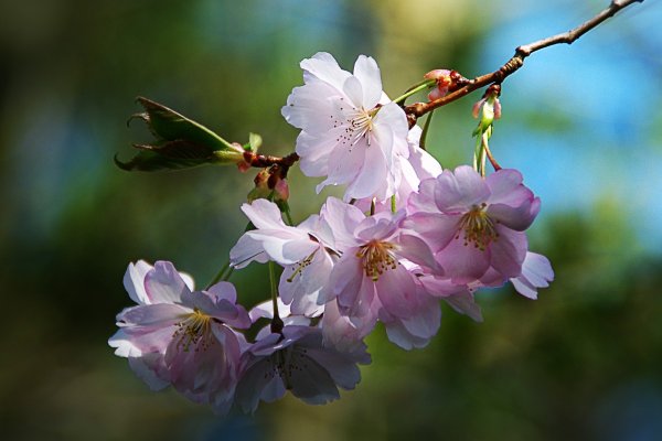 Весенняя природа