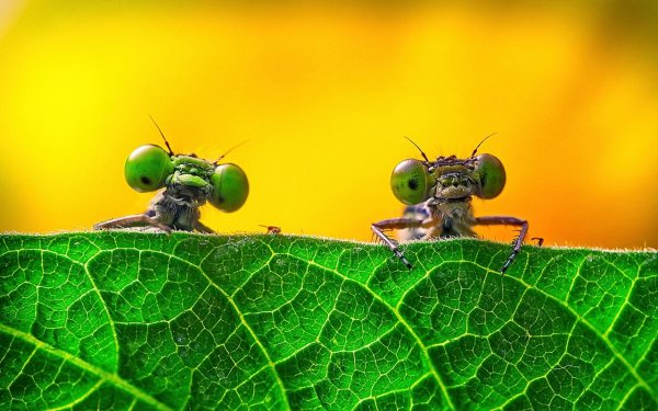Стрекоза Libellula fulva