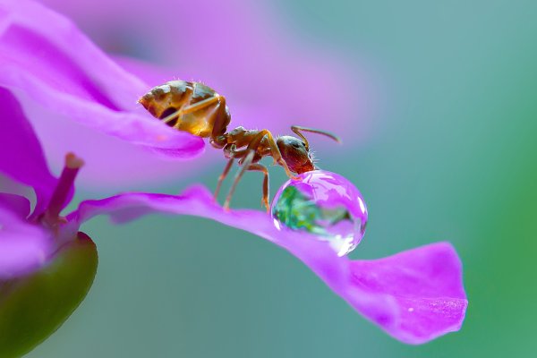 Макромир природа
