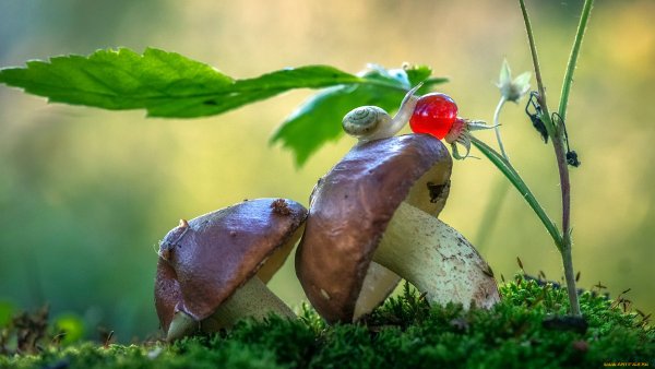 Божья коровка на травинке