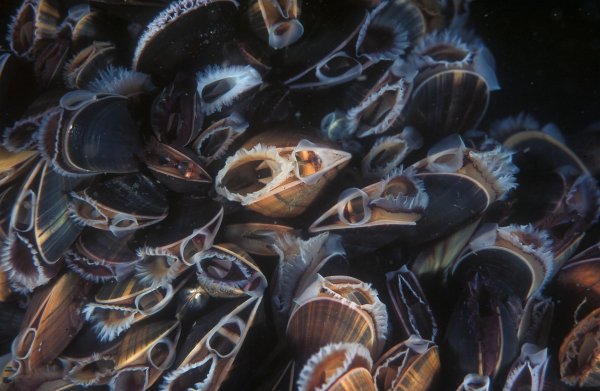 Моллюск Barnacle