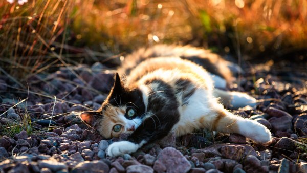 Кошка на природе