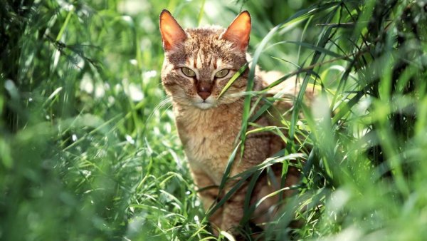 Котенок в лесу