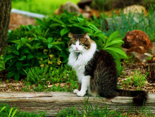Красивые коты на природе