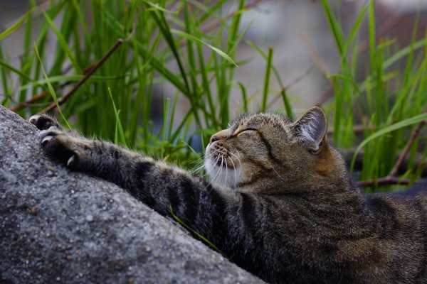 Кошка Весна