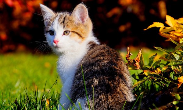 Котята летом