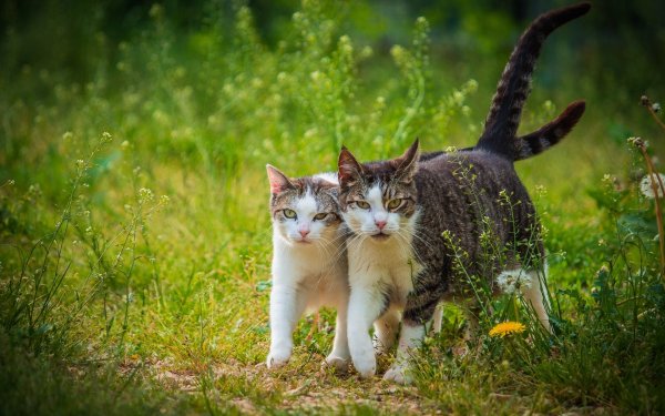 Котик на природе