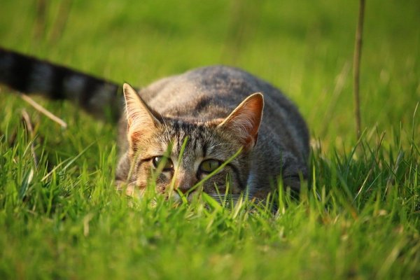 Кот летом