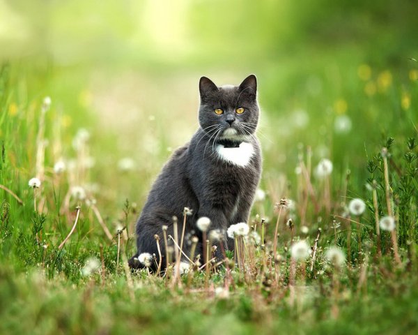 Пень для кошки
