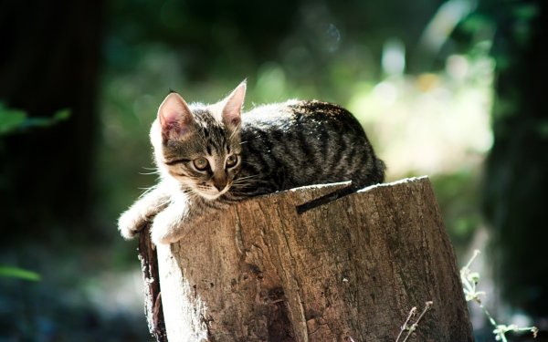 Кошка на природе