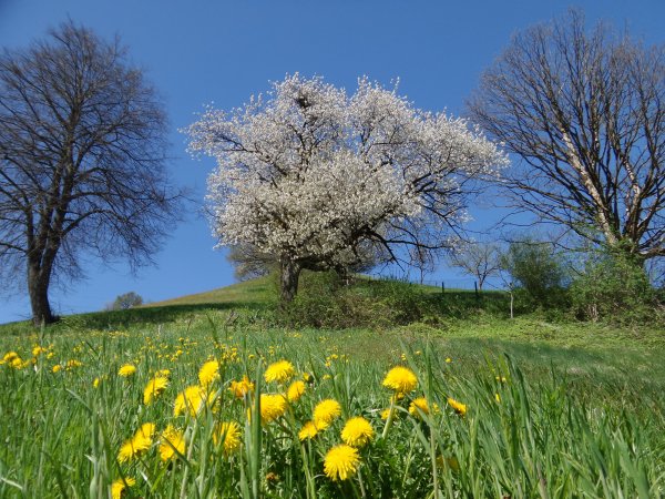 Весна природа река