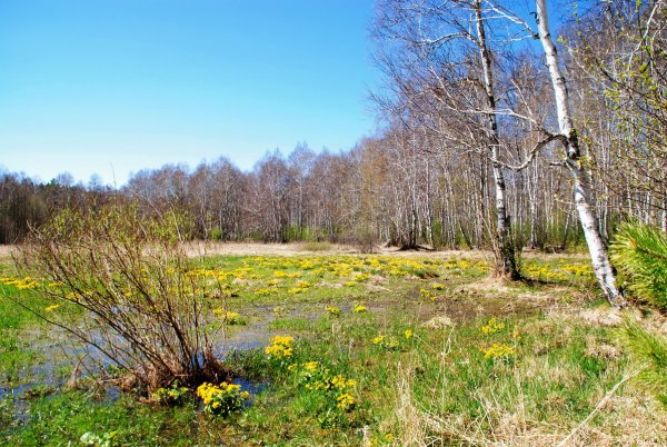 Весна природа