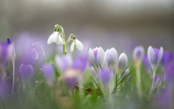 Весна природа