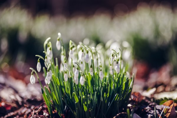 Весна природа подснежники
