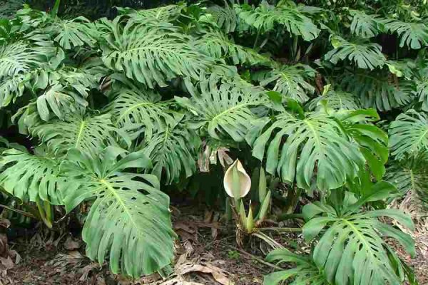 Монстера деликатесная (Monstera deliciosa)