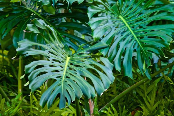 Монстера деликатесная (Monstera deliciosa)