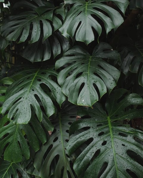 Монстера деликатесная (Monstera deliciosa)