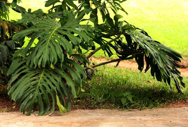 Монстера acuminata long
