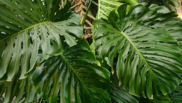 Монстера деликатесная (Monstera deliciosa)