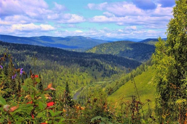 Купальница Алтайская Алтайский заповедник