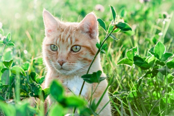 Кошка на природе