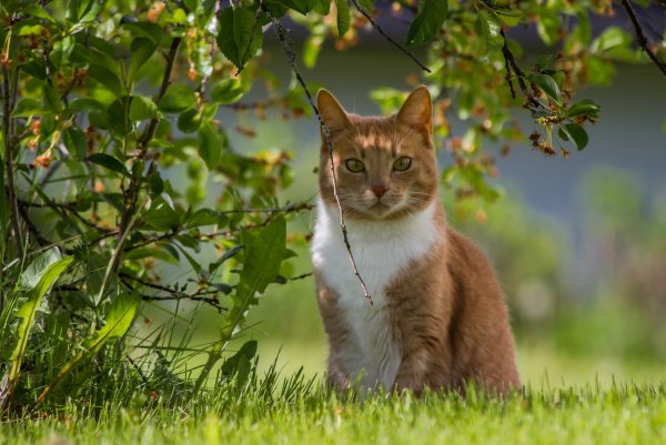 Котики на природе летом