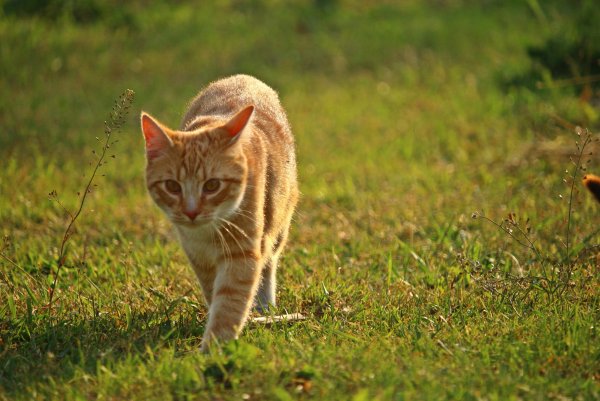Кот на природе