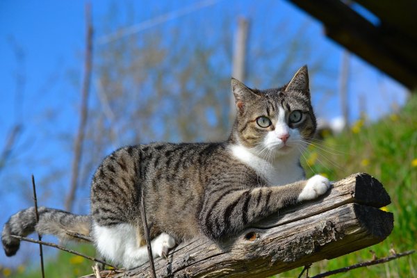 Серая полосатая кошка
