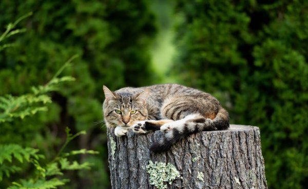 Кот в лесу