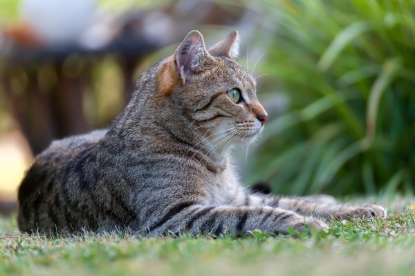 Коты на природе