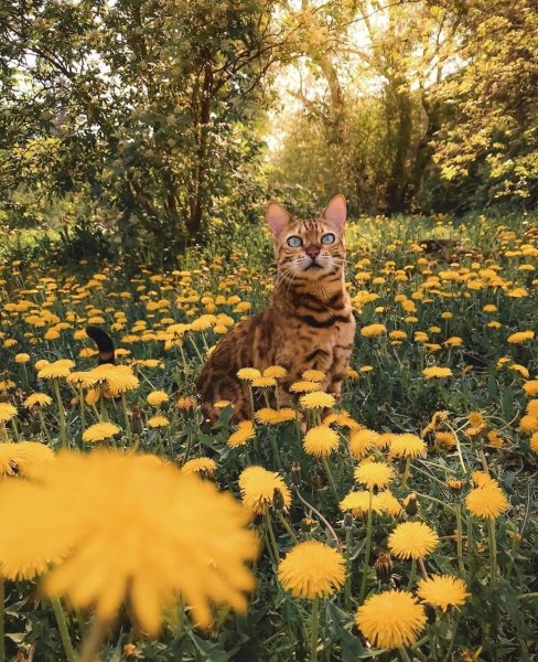 Кошка на природе