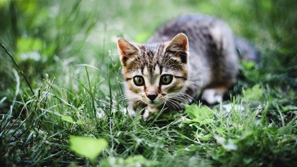 Котенок в траве
