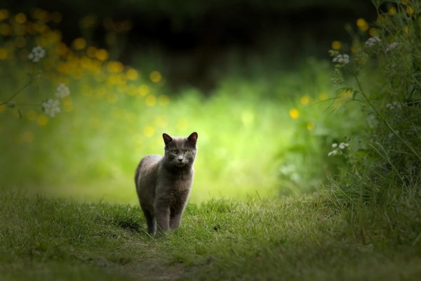 Коты в лесу
