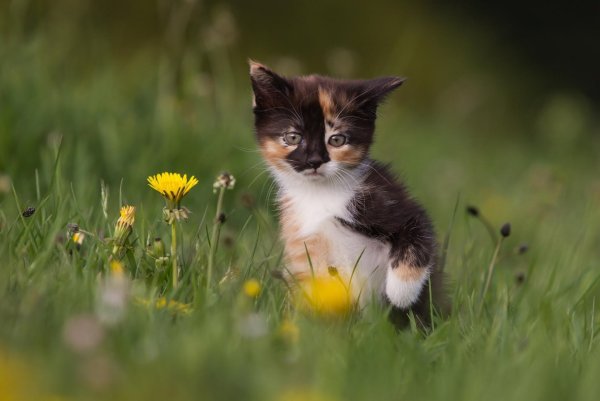 Котики на природе летом
