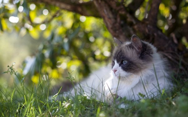 Милые котята на природе
