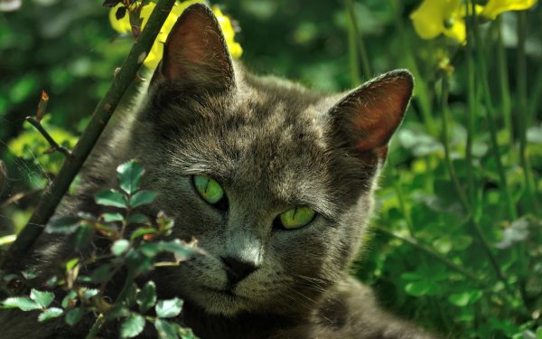 Котик на фоне природы