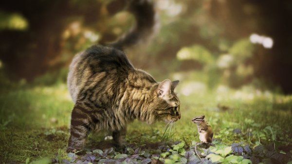 Обои с котятами