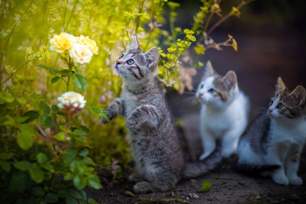Красивая кошка на природе