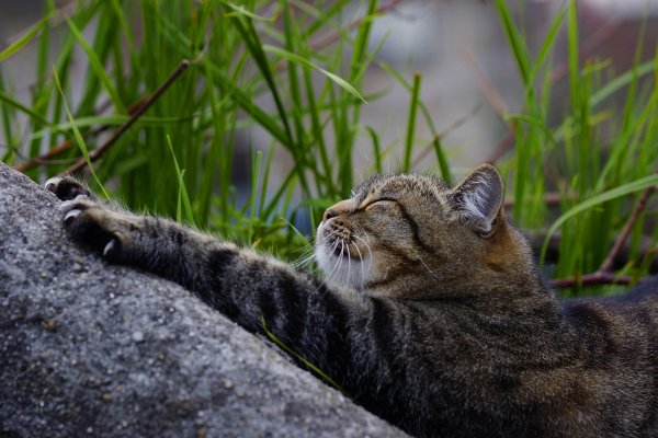 Лето природа животные