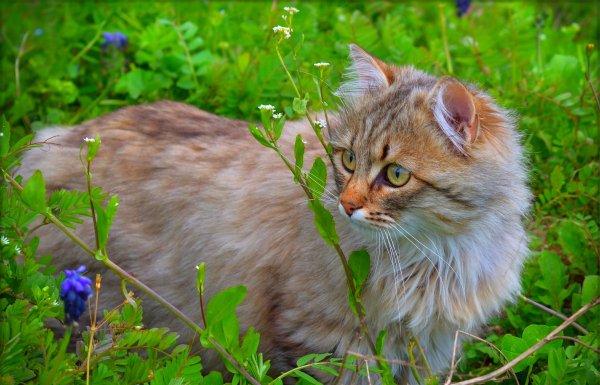 Кошка на природе