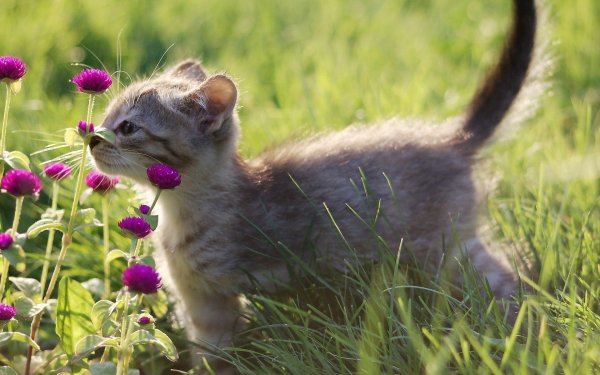 Кошка лето