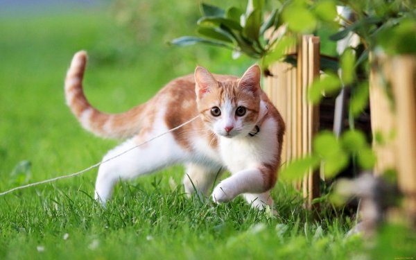 Кошка на рассвете