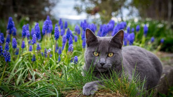 Котенок в траве