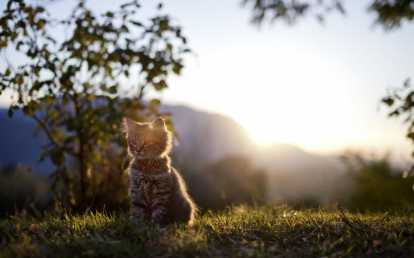 Котик на поводке