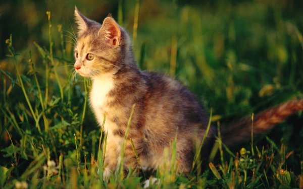 Дикие кошки в природе