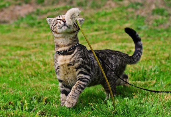 Котенок на травке