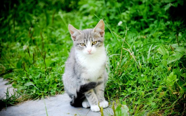 Кошка на природе