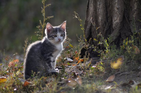 Рыжий кот осень