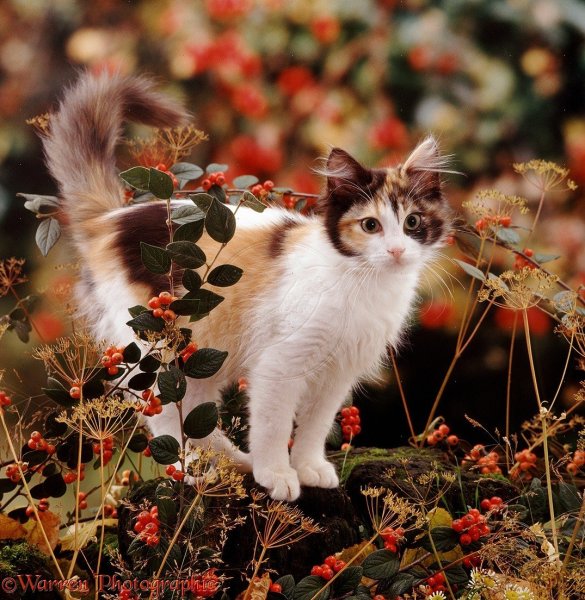 Кошки осенью