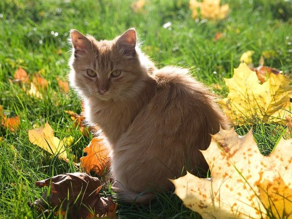 Осенний котик